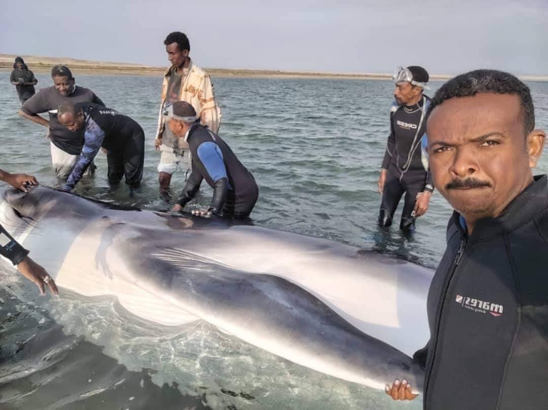 بالصور .. سواحل بورتسودان تهزم حوت كافح في سبيل البقاء