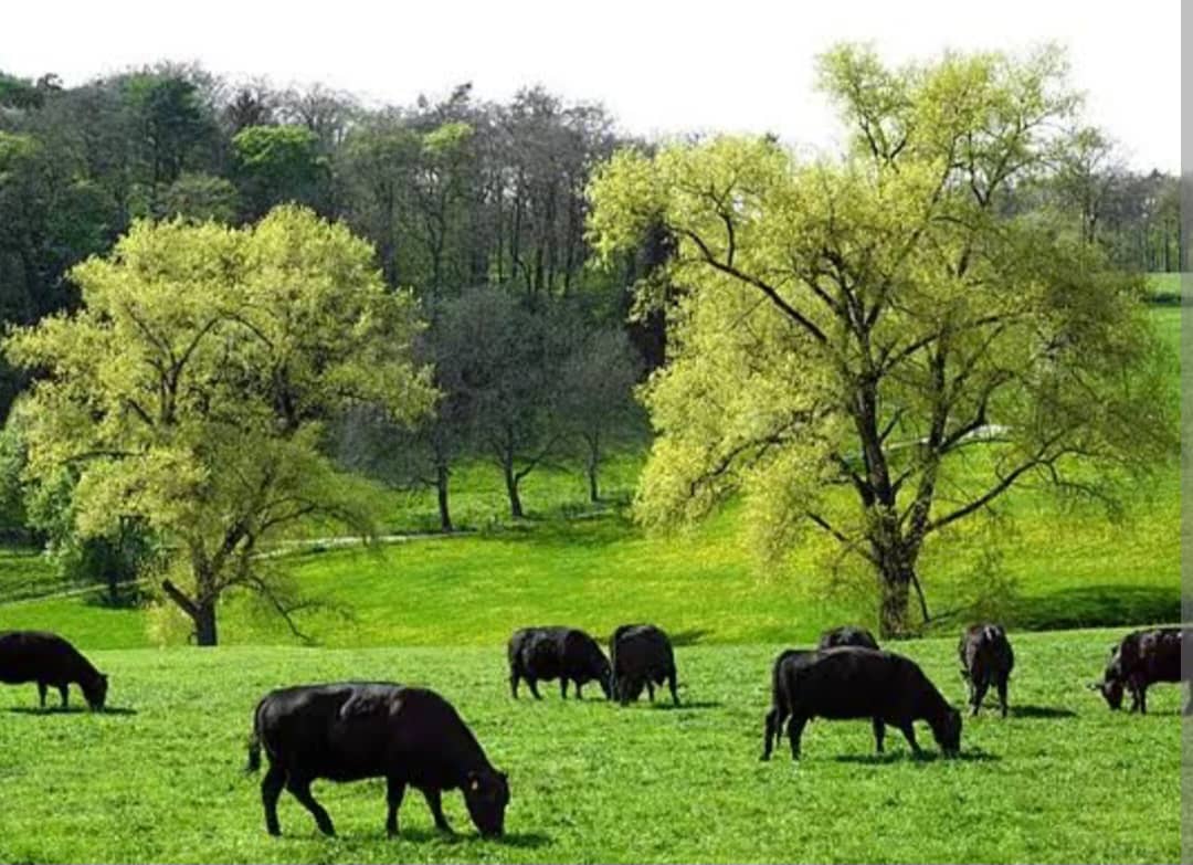 تماشيا مع برنامج اممي الثروة الحيوانية تخطط لنظم الرعي والمزارعات