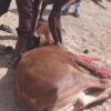 منظمة فأل للإغاثة والتنمية بالنمسا تدشن مشروع الأضاحي الخيري ببورتسودان