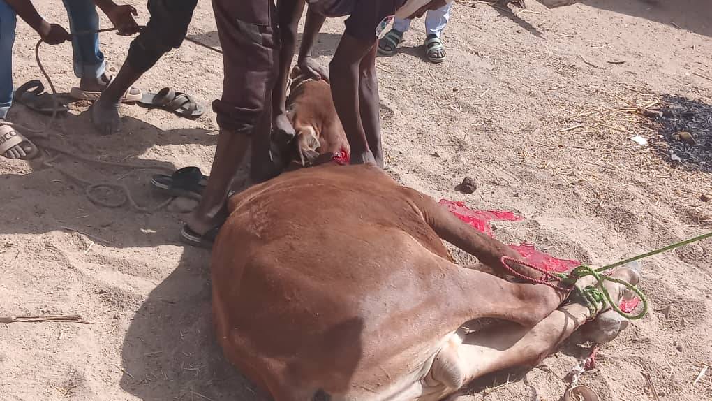 منظمة فأل للإغاثة والتنمية بالنمسا تدشن مشروع الأضاحي الخيري ببورتسودان